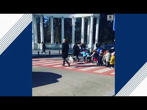 ბათუმელი ძაღლი