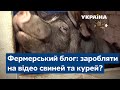 Фермерський блог: як заробити на відео свиней та курей?