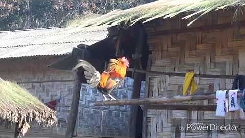 qaib qus pom 2 qua zoo kawg