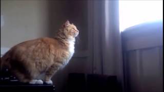 Skimbles Epic Cat Jump Fail