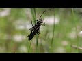 Accouplement de aromie musque  aromia moschata 13 08 21