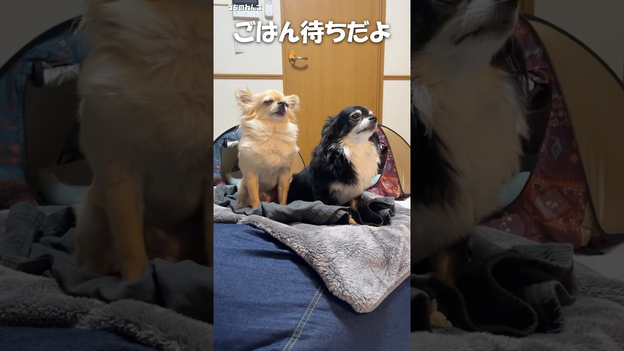 My Chihuahua is too impatient to eat 🍚 [My dog] #shorts #mydog