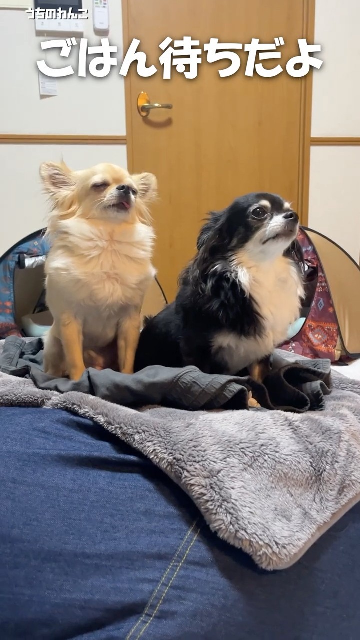 My Chihuahua is too impatient to eat 🍚 [My dog] #shorts #mydog