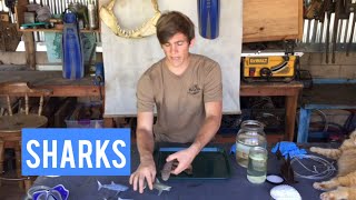 Wild Sharks - Ask A Scientist
