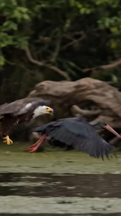 eagle chasing stork in swamp #aegle