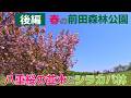 🌲【後編】春の前田森林公園「八重桜の並木とシラカバ林」【札幌市手稲区】【札幌ぶらり散歩】【2026春】