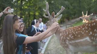Japan Unveiled  A Journey Through the Land of Rising Sun #japan #travellingvlog #travelguide