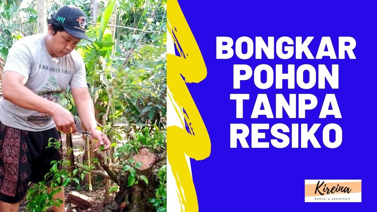 Pindah Pohon  Besar  ke Pot  Tipis Tanpa Risiko YouTube