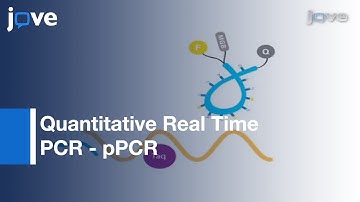 qPCR- Quantitative Real Time PCR (Polymerase Chain Reaction)