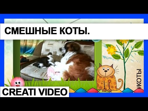 Видео клип Нежные и строптивые Коты и Кошки. Серия 15 #Видеоклип