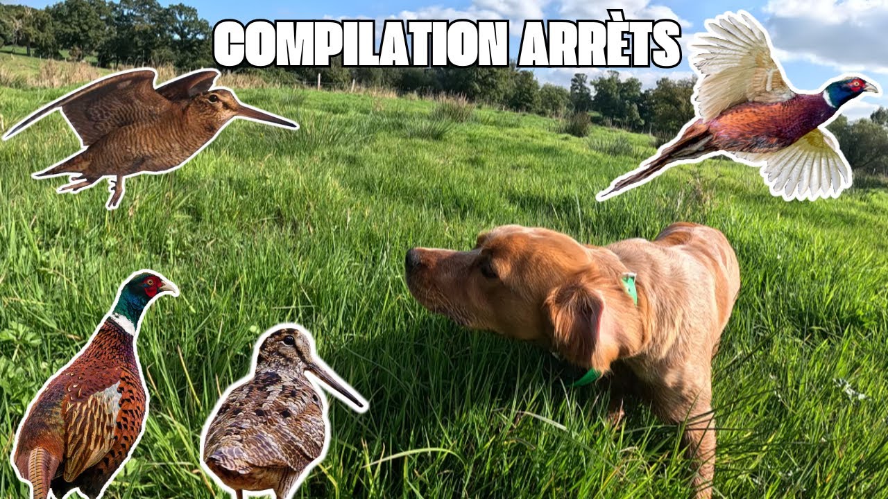 Compilation d'Arrêts avec Olympe et Ulysse à la Bécassines, aux Faisans et à la Bécasses!!!