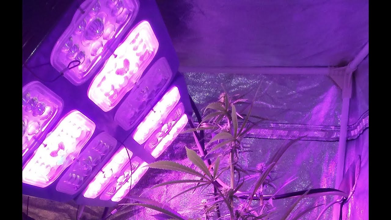 08/15/2018: Overgrow the... TENT!!!