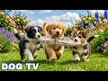 12 Hours Of Calming Dog Music Gentle Music For Anxiety Relief Calm Your Dog Stop Barking 