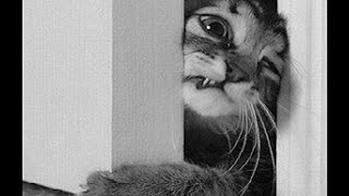Приколы про котов.Смешные домашние животные.Нападение в туалете. Приколы про котов.Смешные домашние животные.Нападение в туалете.