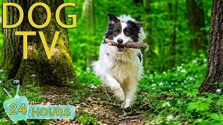 DOG TV: Best Boredom-Free Videos for Dogs to Watch All Day While You're Away - Music for Dogs screenshot 5