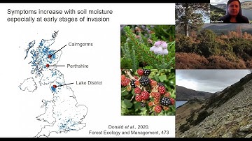 Phytophthora in UK juniper populations - Flora Donald