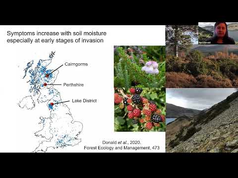 Phytophthora in UK