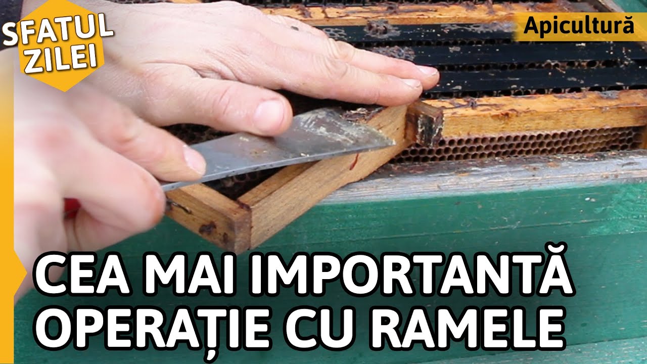 CEA MAI IMPORTANTĂ OPERAȚIE CU RAMELE [Sfatul Zilei]