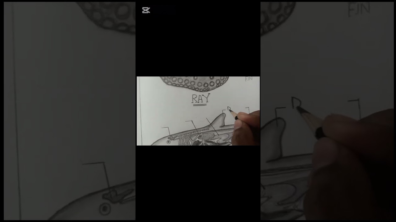 Easy Biology diagram