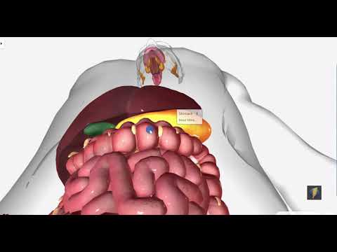 pH en el sistema digestivo humano