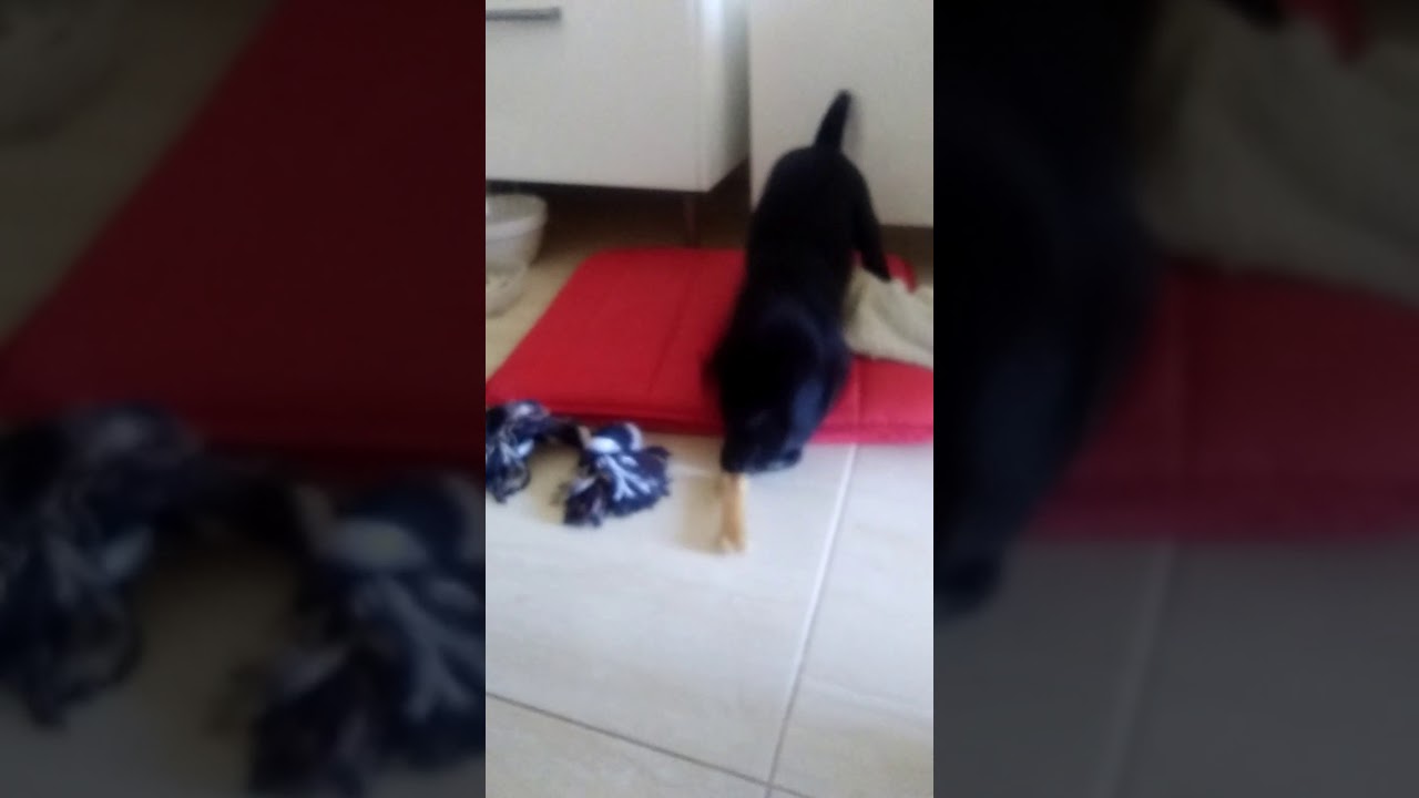 Puppie labarador having fun??