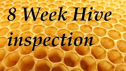 8 Week Beehive inspection