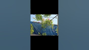 سورة الفاتحة القارئ الشيخ عامر الكاظمي