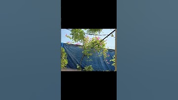 سورة الفاتحة القارئ الشيخ عامر الكاظمي