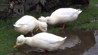 Crested Ducks (domestic)