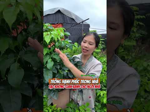 Video Cây hạnh phúc phong thuỷ thân thụ mini để bàn làm việc quay tại làng hoa Phụng Công