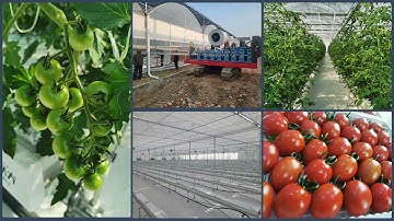 Project sharing | Greenhouse gutter planting system | Steel gutter plant system | Tomato planting