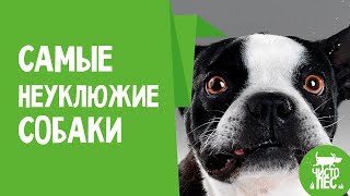 СМЕШНЫЕ СОБАКИ - КАК ВЫ ТУДА ВЛЕЗЛИ?