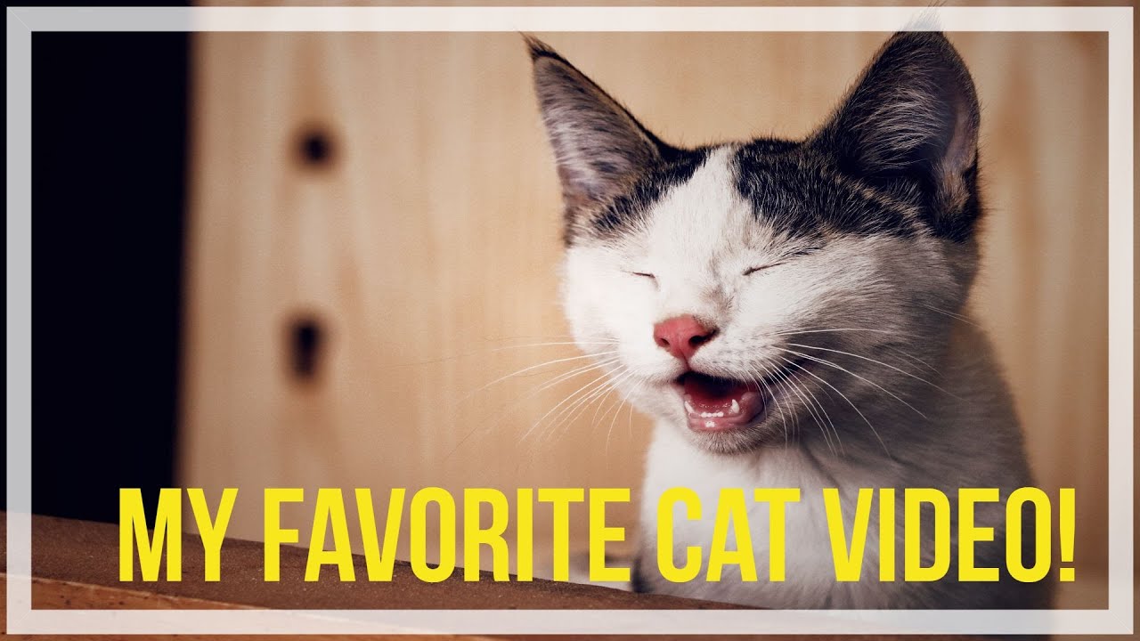 The Talking Cats! I just LOVE these two, it will never get old! MY