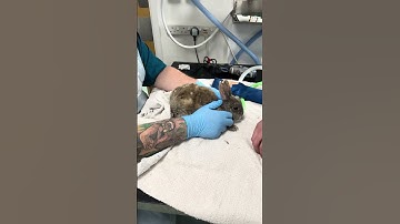 How to perform an intramuscular injection in a rabbit