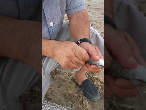 حداق أبو خالد السلومي طريقتان لشكة الزوري والميد لصيد السبيطي وهناك طرق أخرى سبيطي حداق