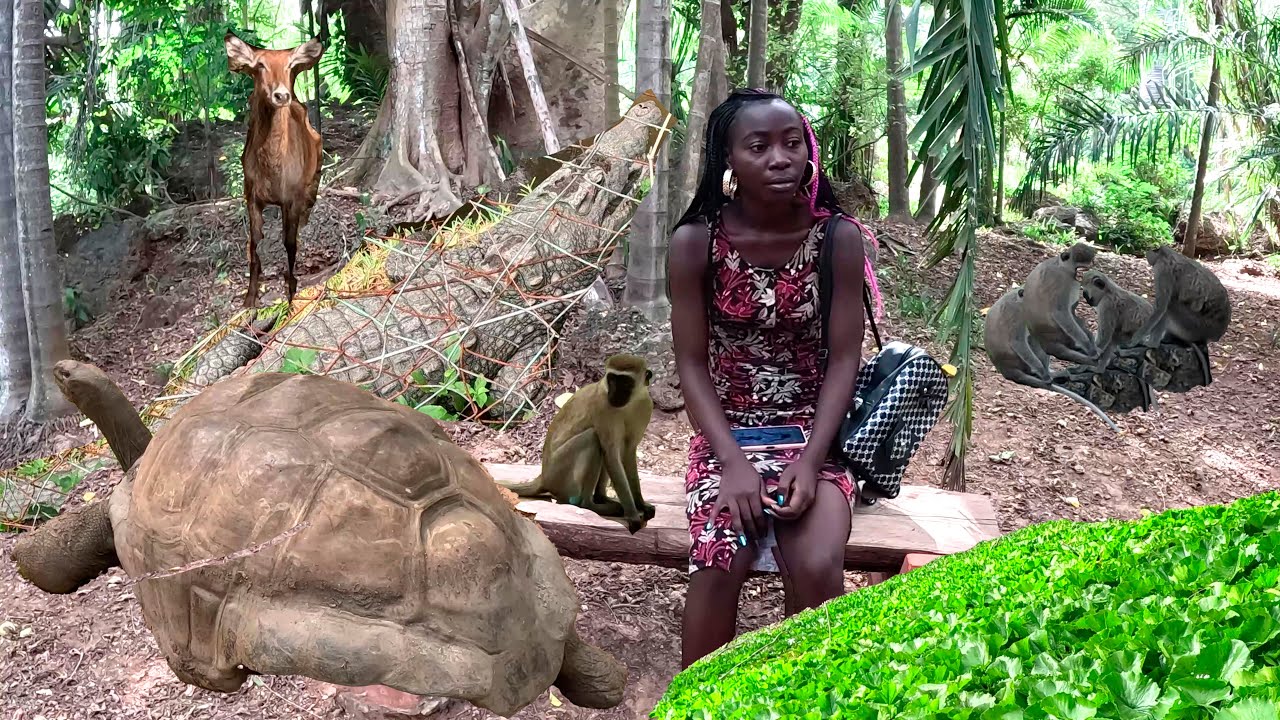 ОГРОМНАЯ ЧЕРЕПАХА / ОБЕЗЬЯНЫ /  БАТЕРФЛЯЙ ЗАПОВЕДНИК БАМБУРИ / ХОЛЛЕР ПАРК /  АФРИКА КЕНИЯ