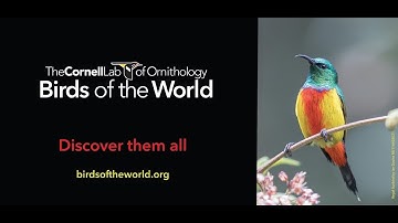 Birds of the World: In-depth species accounts for every bird in the world!
