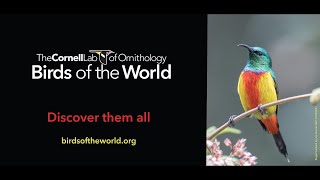 Birds of the World: In-depth species accounts for every bird in the world!