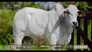 LOTE 27 B