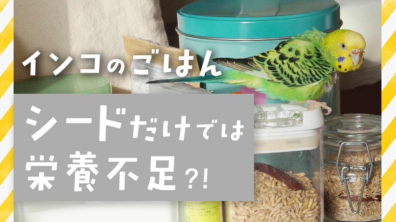 【インコのごはん完全版】シードだけでは栄養不足？インコの栄養を補うおすすめの副食・サプリ10選