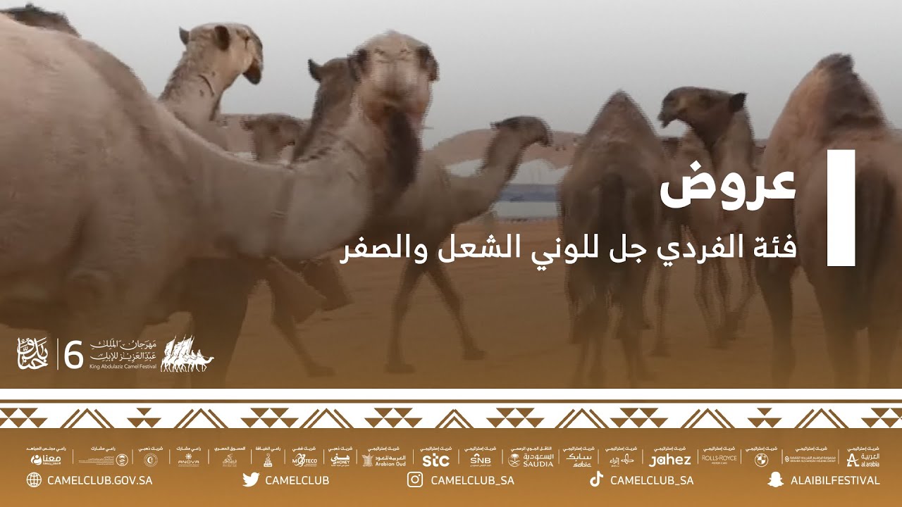 عروض فئة الفردي جل للوني الشعل والصفر ضمن مسابقات #مهرجان_الملك_عبدالعزيز_للإبل6