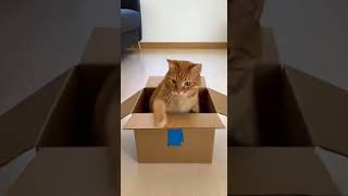 Amazing Cat Fails Performs Magic Trick! #Cats #Tricks #fails 2