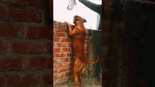 Training Of American Pitbull Terrier