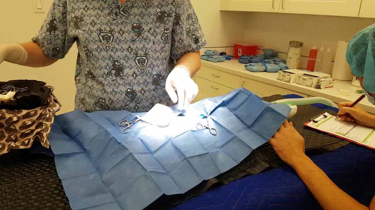 Rabbit Spay July 2, 2017 Part 1 