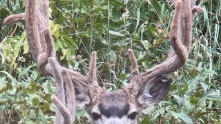 High Country Club Big Velvet Mule Deer Buck 2026 WY