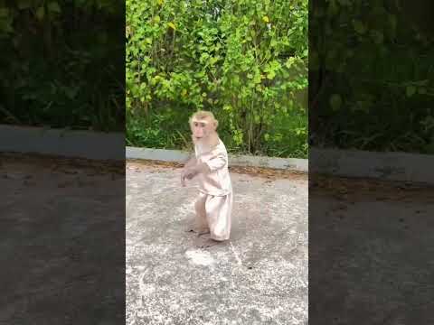 monkey dance 🤣🤣🤣🤣 #shorts #shortsfeed #viral #cat #pet #animal