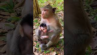 Cute baby monkey #cutebabymonkey #Funnymonkey #monkeyvideo #monkeyreels #monkeytiktok #newbornmonkey