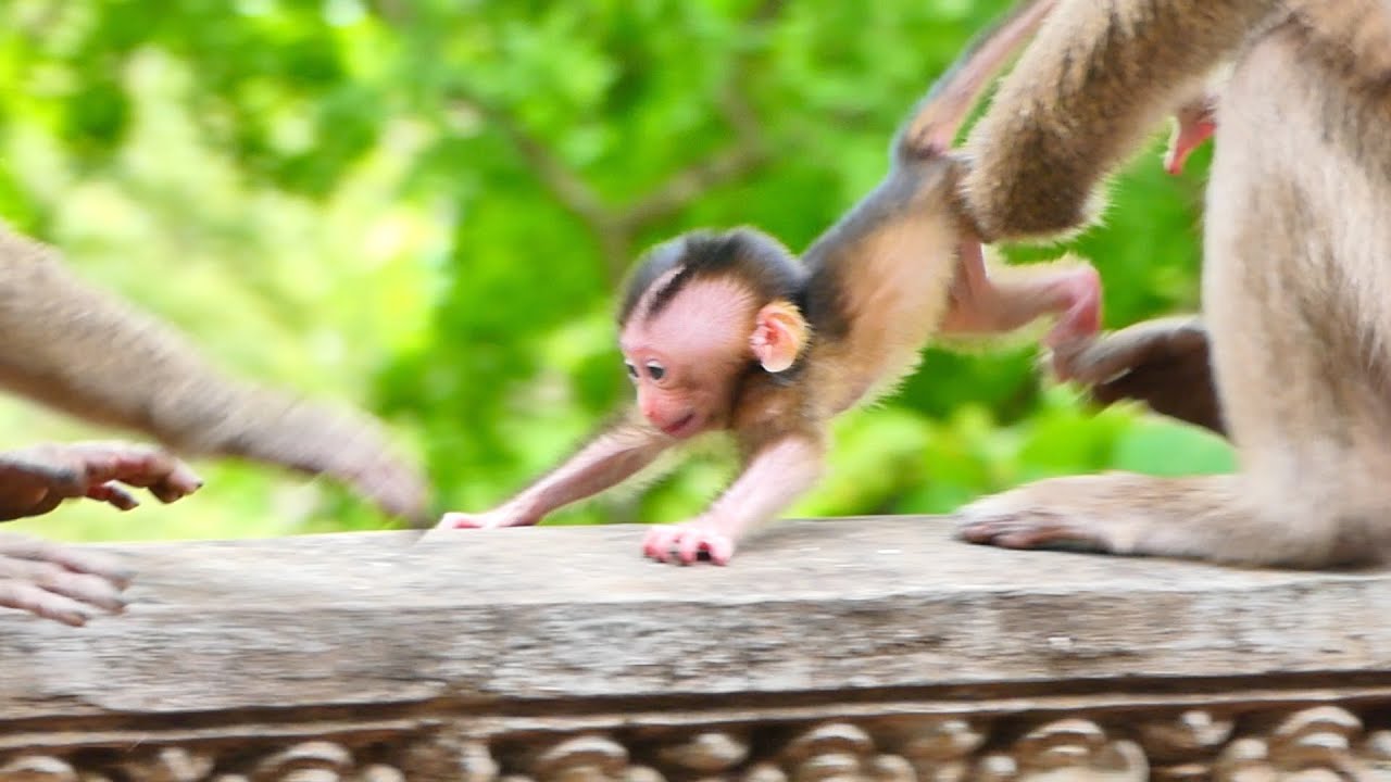 OMG! Mama monkey Joanna pulls the leg baby Jessica out of the big monkey and hugs comfort her