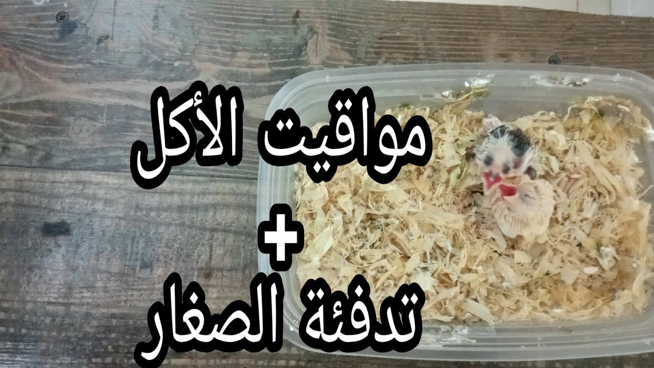 كيف تعتني بصغار الكناري بعد عزلهم عن الأبوين ( مواقيت الأكل و تدفئة الصغار حتى لا تموت )