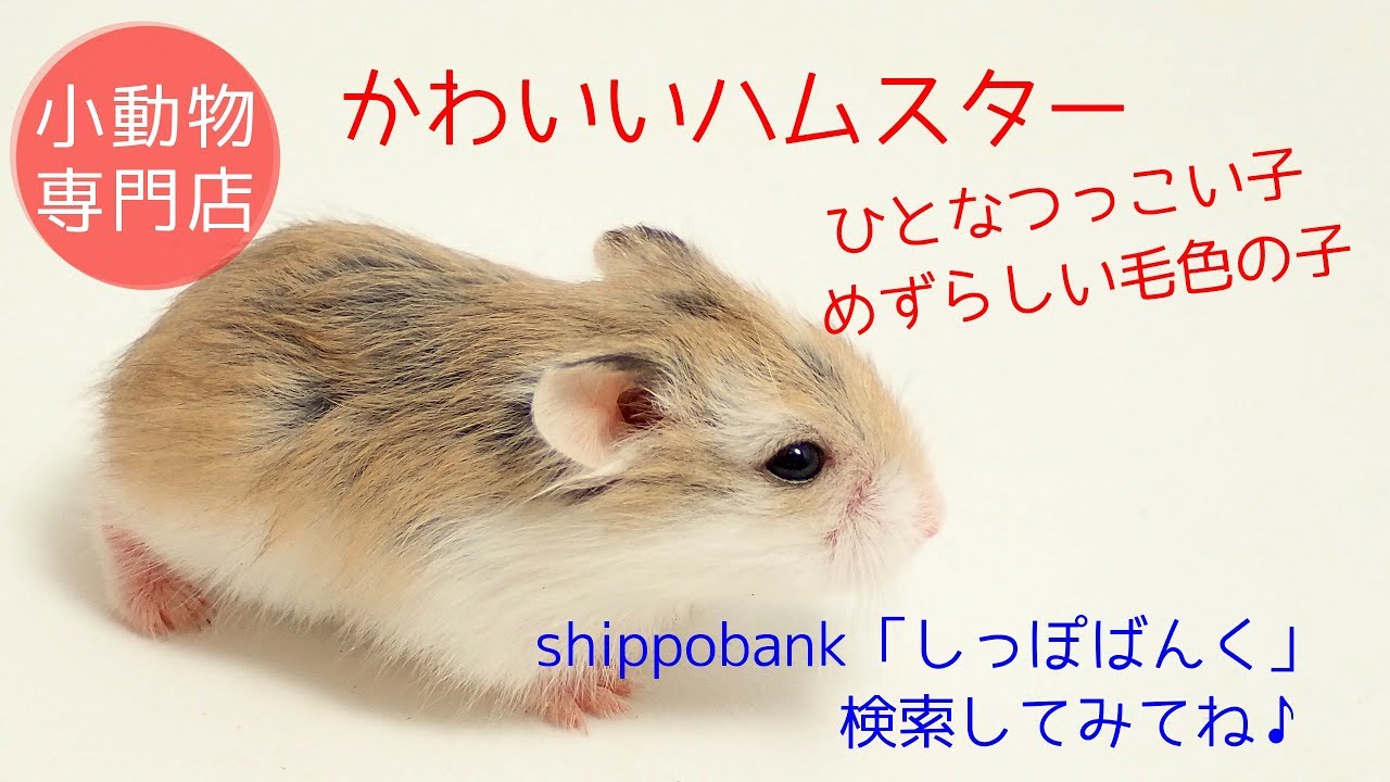 手乗りロボロフスキーハムスター ひとなつっこいあまえんぼ 販売中 Youtube